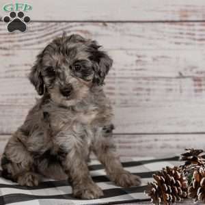 Ringo, Cavapoo Puppy