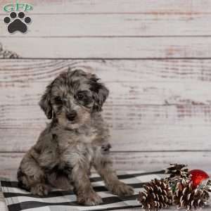 Ringo, Cavapoo Puppy