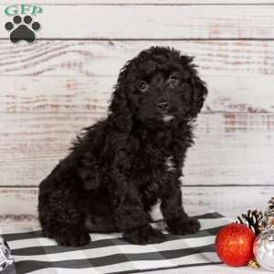 Rosa, Cavapoo Puppy