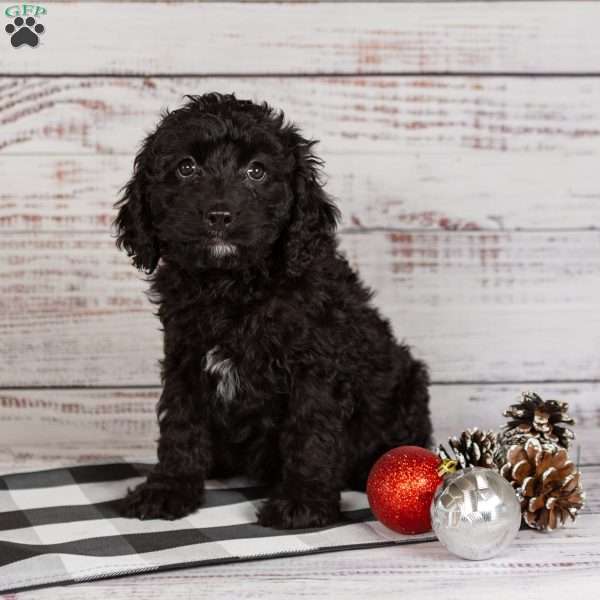 Rosa, Cavapoo Puppy