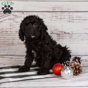 Rosa, Cavapoo Puppy