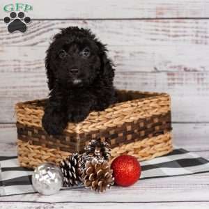 Rosa, Cavapoo Puppy