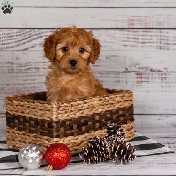 Rusty, Cavapoo Puppy