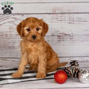 Rusty, Cavapoo Puppy