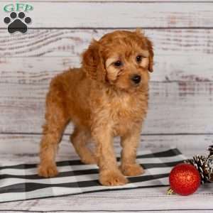 Rusty, Cavapoo Puppy