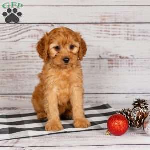 Rusty, Cavapoo Puppy