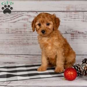 Rusty, Cavapoo Puppy