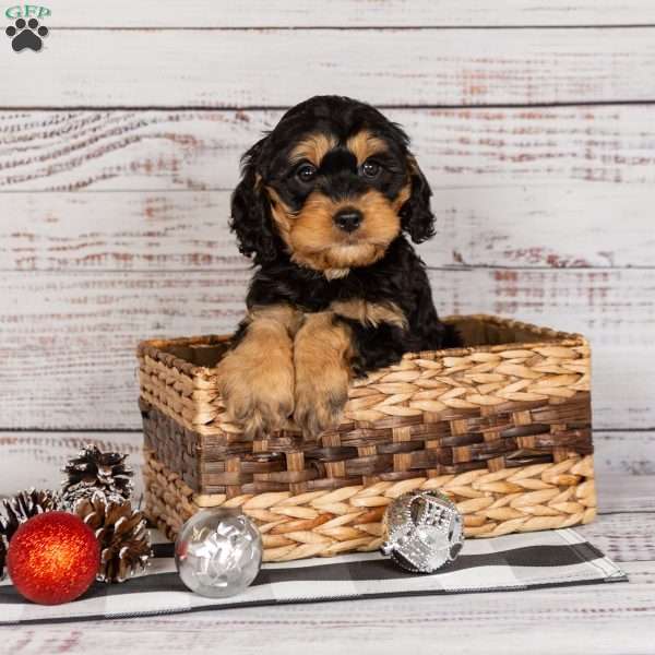 Rufus, Cavapoo Puppy