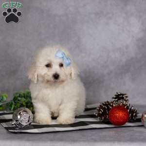 Jagger, Bichon Frise Puppy