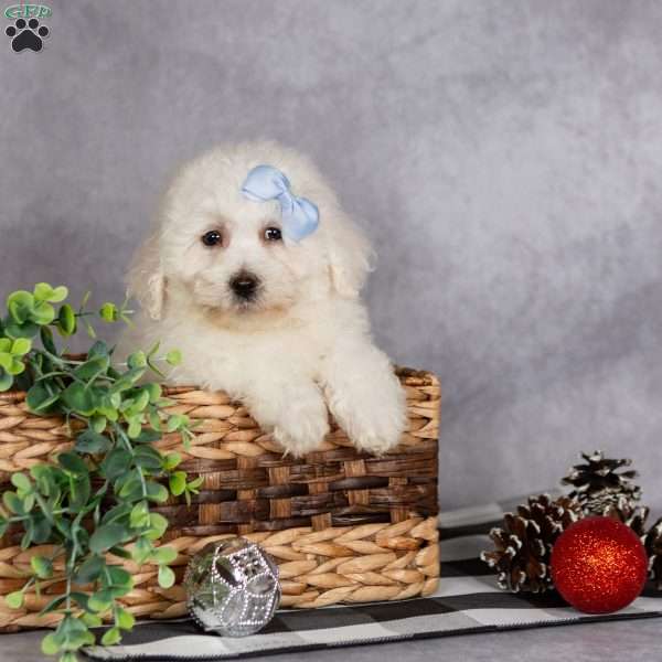 Jagger, Bichon Frise Puppy