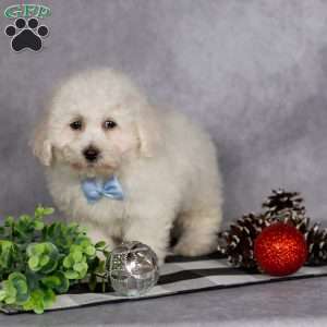 Jagger, Bichon Frise Puppy