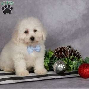 Jagger, Bichon Frise Puppy