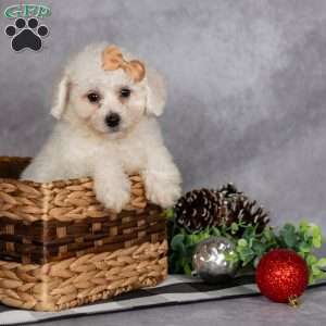 Jasper, Bichon Frise Puppy