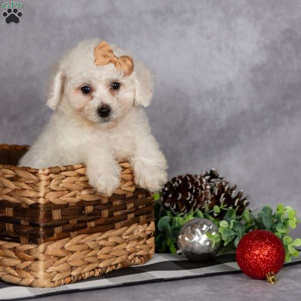 Jasper, Bichon Frise Puppy