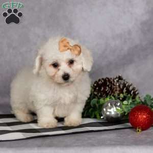 Jasper, Bichon Frise Puppy