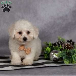 Jasper, Bichon Frise Puppy