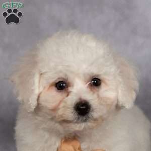 Jasper, Bichon Frise Puppy