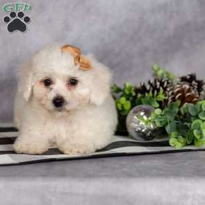 Jasper, Bichon Frise Puppy