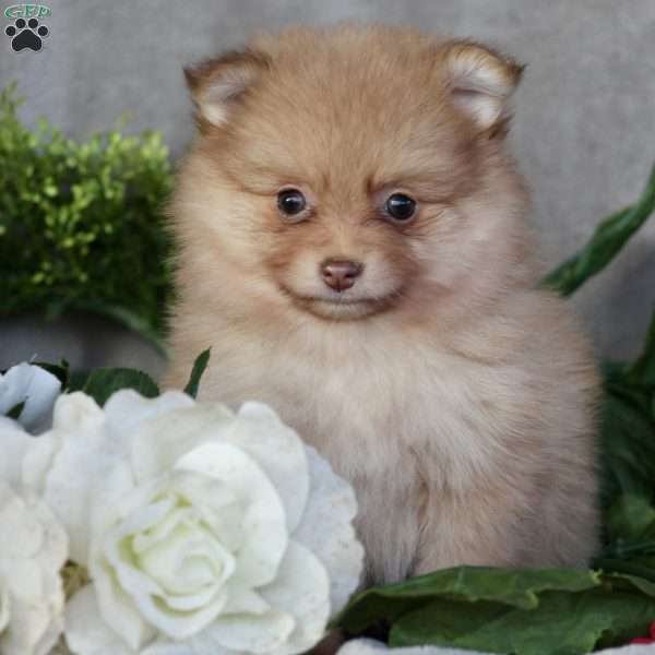 Lola, Pomeranian Puppy