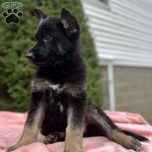 Raven, German Shepherd Puppy