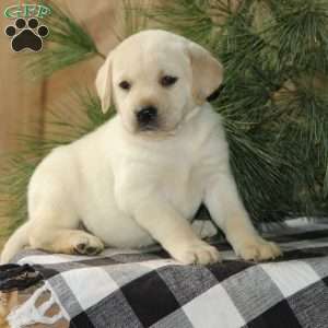 Scout, Yellow Labrador Retriever Puppy