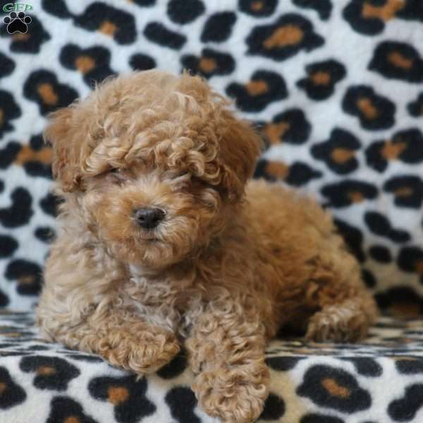 Ross, Maltipoo Puppy