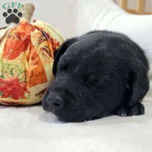 Jenna, Labrador Mix Puppy