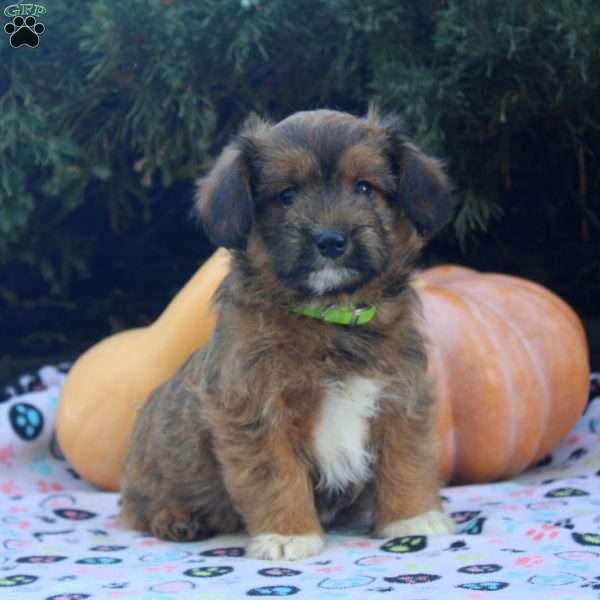 Easton, Corgipoo Puppy