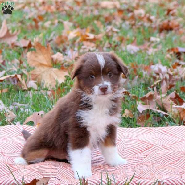 Echo, Miniature Australian Shepherd Puppy