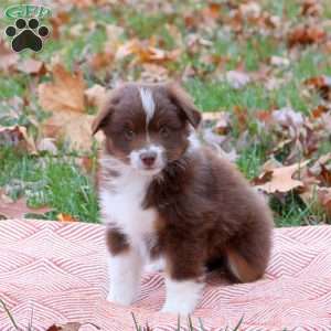 Echo, Miniature Australian Shepherd Puppy