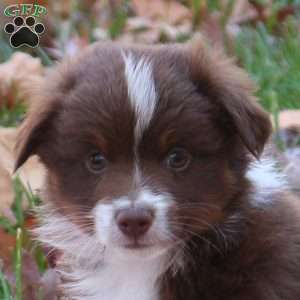 Echo, Miniature Australian Shepherd Puppy