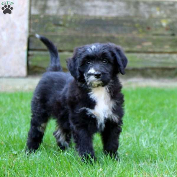 Echo, Miniature Australian Shepherd Mix Puppy