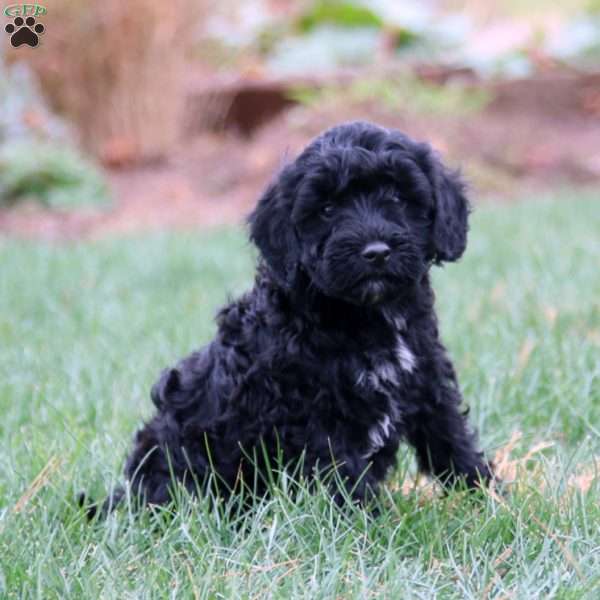 Echo, Miniature Poodle Mix Puppy