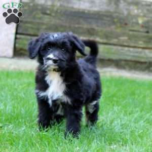 Echo, Miniature Australian Shepherd Mix Puppy