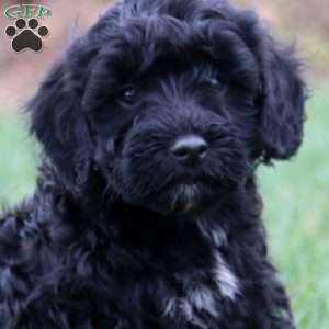 Echo, Miniature Poodle Mix Puppy