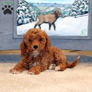 Echo, Miniature Poodle Puppy