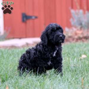 Echo, Miniature Poodle Mix Puppy