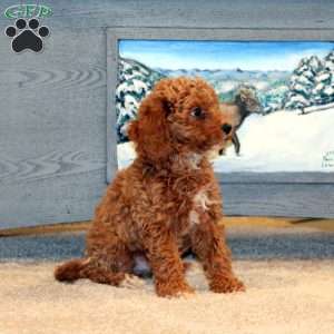 Echo, Miniature Poodle Puppy