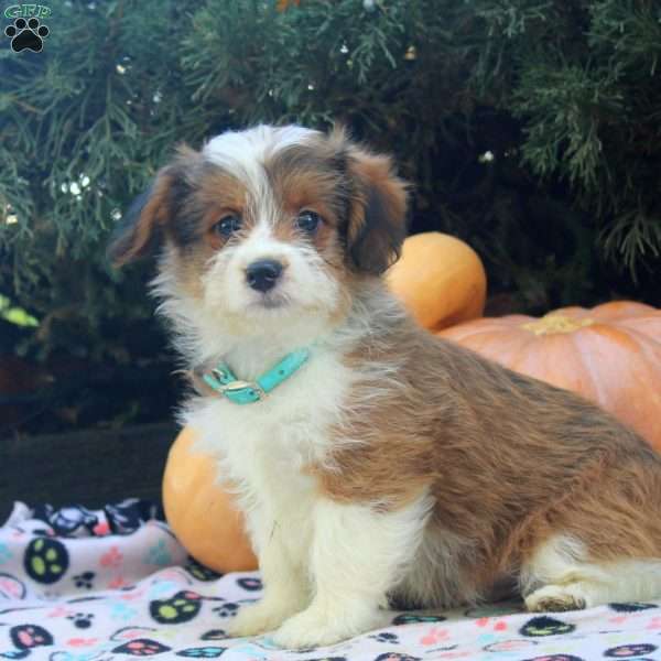 Eddy, Corgipoo Puppy