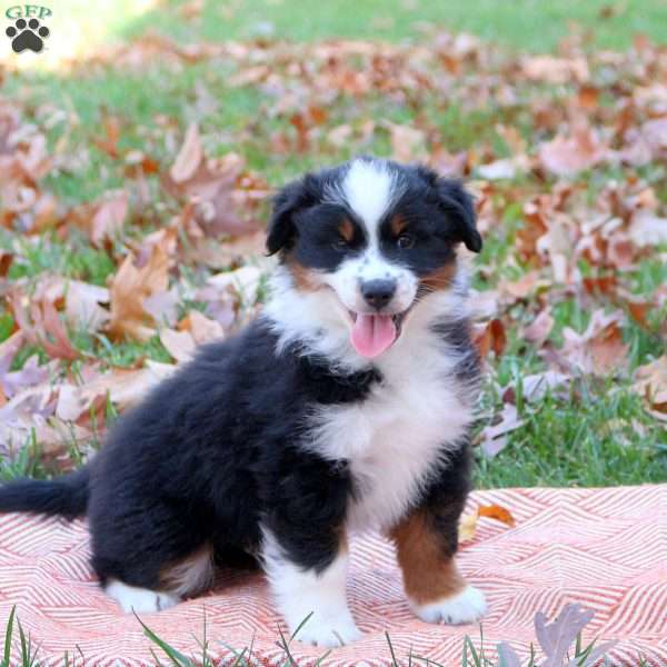 Edge, Miniature Australian Shepherd Puppy