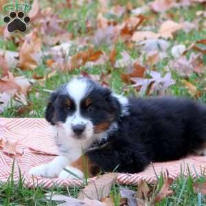 Edge, Miniature Australian Shepherd Puppy