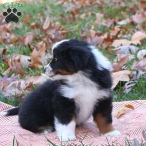 Edge, Miniature Australian Shepherd Puppy