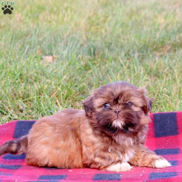 Elanor, Shih Tzu Puppy