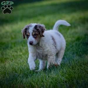 Elbrus, Mini Bernedoodle Puppy