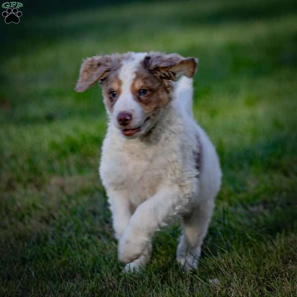 Elbrus, Mini Bernedoodle Puppy