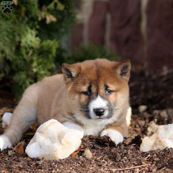 Eli, Shiba Inu Puppy