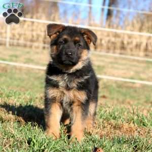 Elise, German Shepherd Puppy