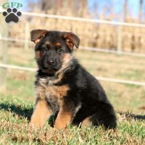 Elise, German Shepherd Puppy