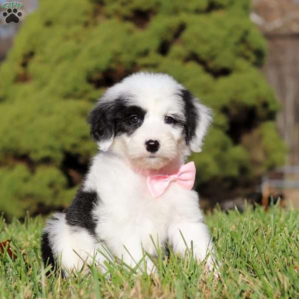 Ellie, Sheepadoodle Puppy