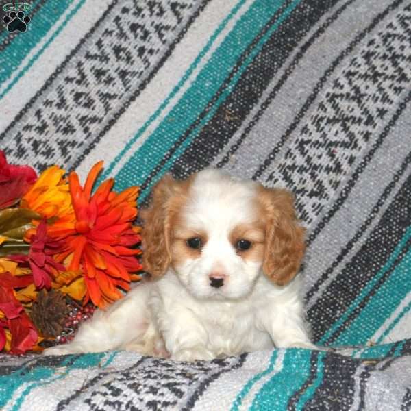 Ellie, Cavalier King Charles Spaniel Puppy